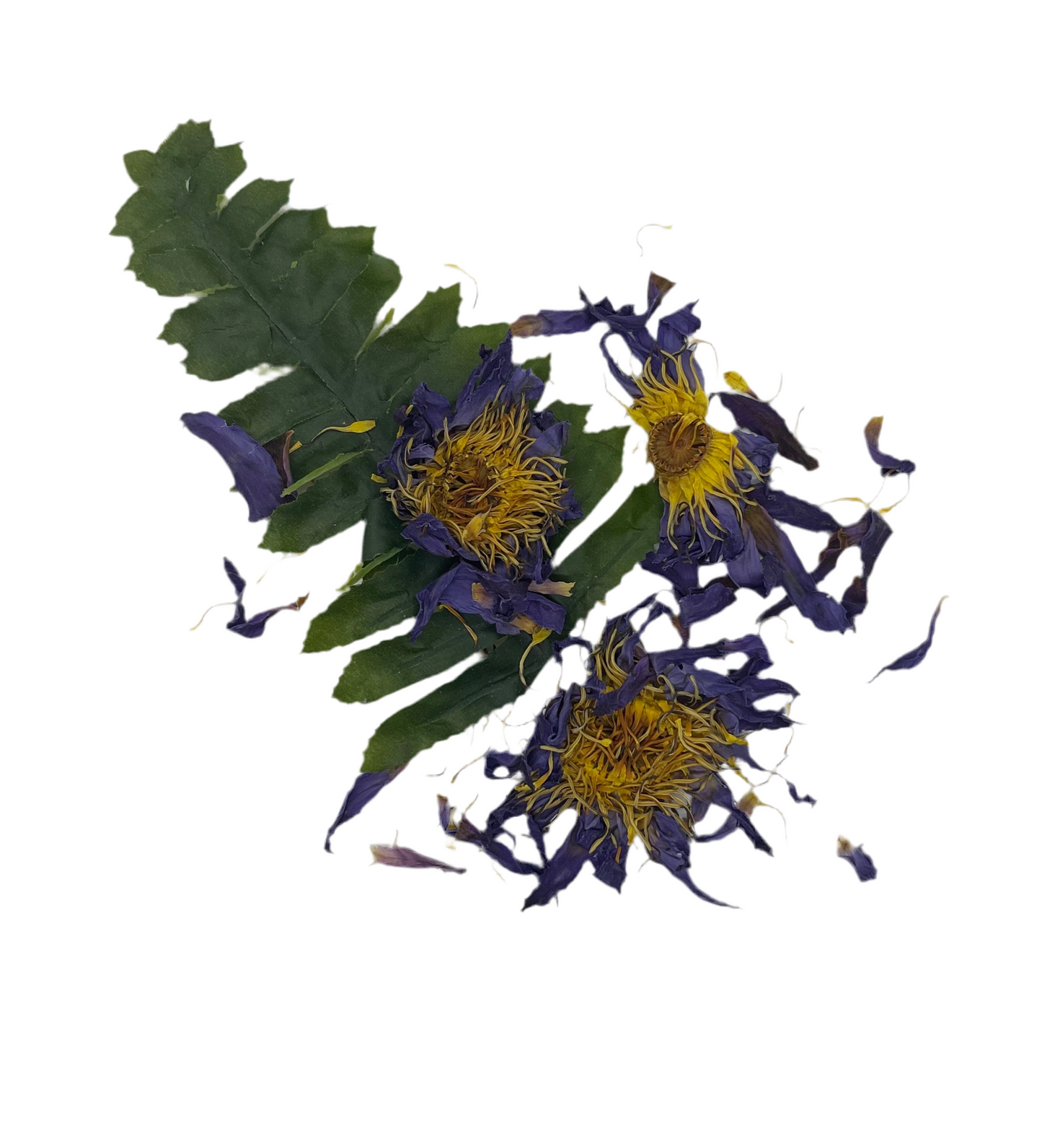 Lucid Dream Tea (Blue Lotus Flower)